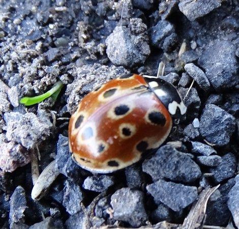 Réf. 193 418 : Anatis ocellata